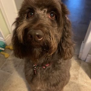 Meet your Posher, Abby